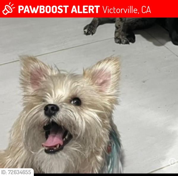 Lost Female Dog last seen Bennington / standford, Victorville, CA 92307