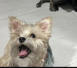 Lost Female Dog last seen Bennington / standford, Victorville, CA 92307