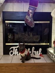 Lost Female Cat last seen Neighborhood behind nonnas pizza and Panera bread, Ankeny, IA 50023