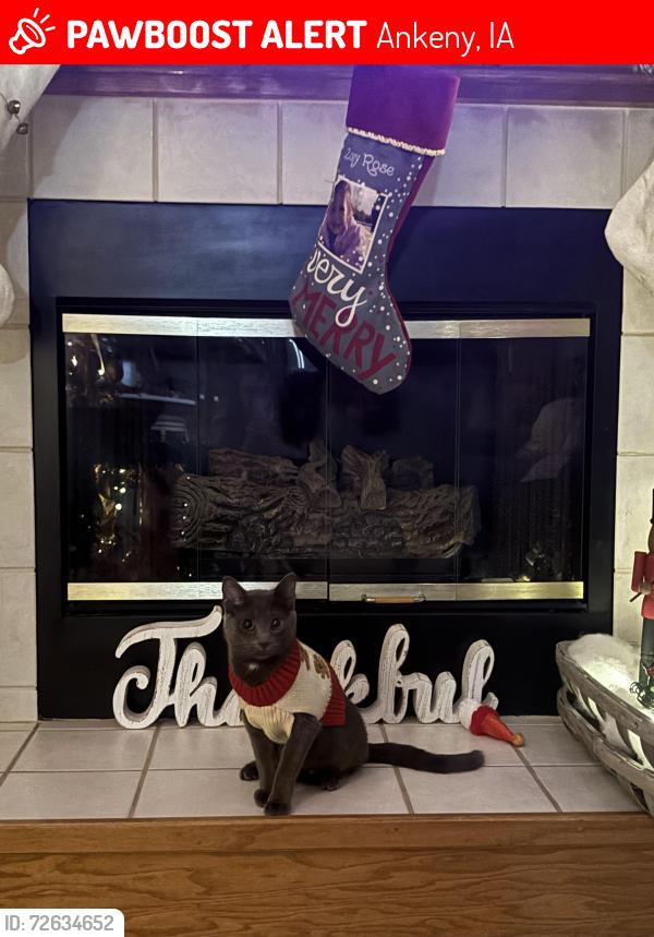 Lost Female Cat last seen Neighborhood behind nonnas pizza and Panera bread, Ankeny, IA 50023