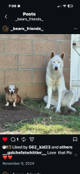 Lost Female Dog last seen Penn and bright, Whittier, CA 90602