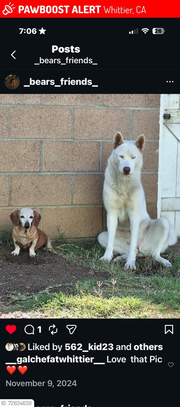 Lost Female Dog last seen Penn and bright, Whittier, CA 90602