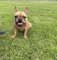 Lost Male Dog last seen Bissel Richmond , Richmond, CA 94801