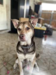 Found/Stray Female Dog last seen Taft and 70th Terrace, Hollywood, FL 33024