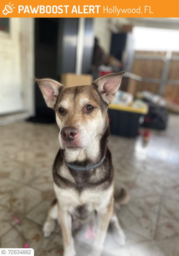 Found/Stray Female Dog last seen Taft and 70th Terrace, Hollywood, FL 33024