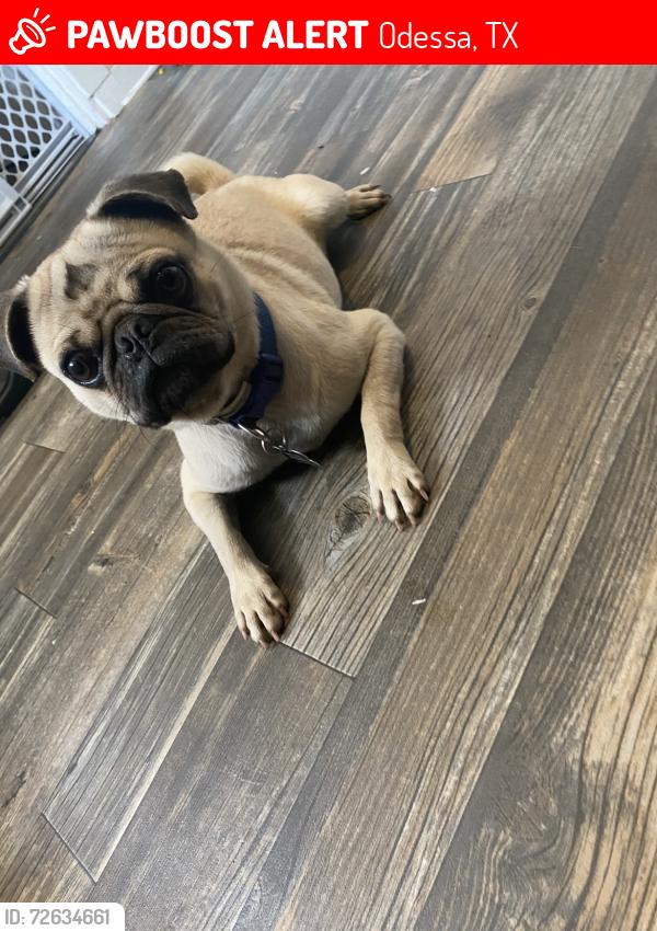 Lost Male Dog last seen near Bowie middle school , Odessa, TX 79761