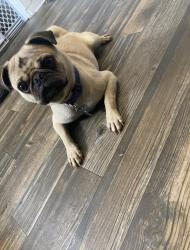 Lost Male Dog last seen near Bowie middle school , Odessa, TX 79761