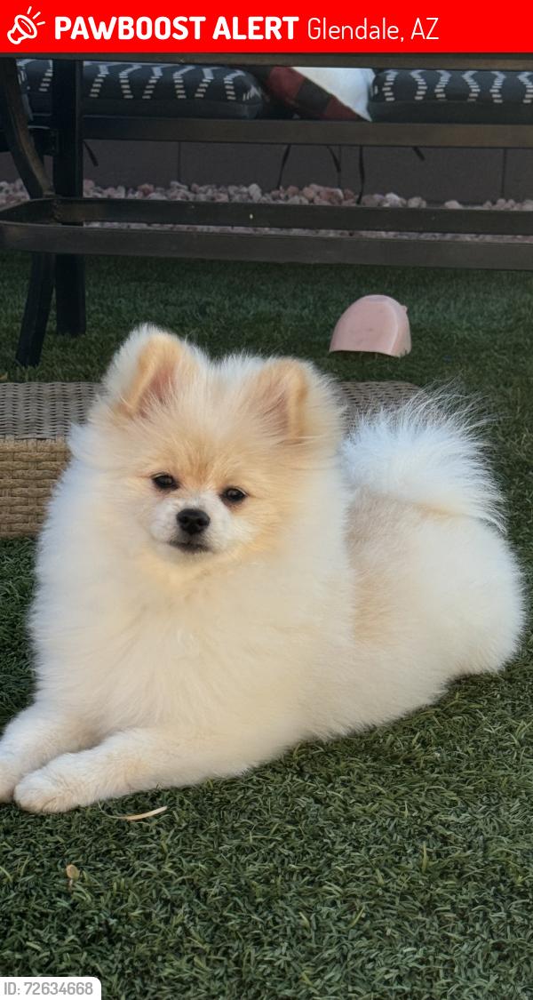 Lost Male Dog last seen 75th Ave Camelback, Glendale, AZ 85303