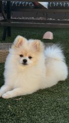 Lost Male Dog last seen 75th Ave Camelback, Glendale, AZ 85303