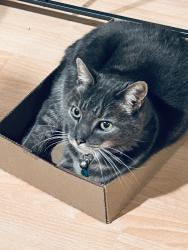 Lost Male Cat last seen Beach Park and Foster City Boulevard , Foster City, CA 94404