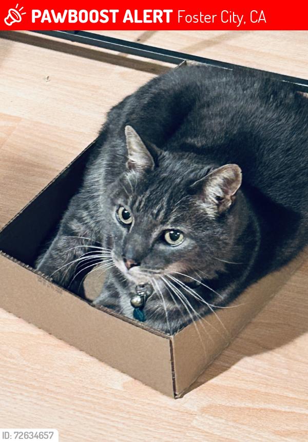 Lost Male Cat last seen Beach Park and Foster City Boulevard , Foster City, CA 94404