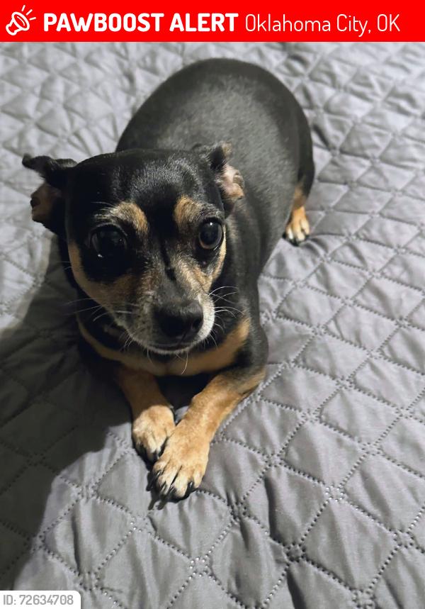 Lost Female Dog last seen Between South Penn and South Agnew on 25th Street , Oklahoma City, OK 73108