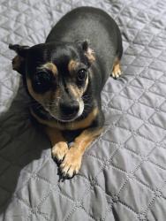 Lost Female Dog last seen Between South Penn and South Agnew on 25th Street , Oklahoma City, OK 73108