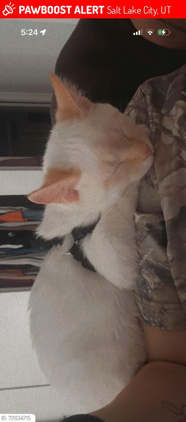Lost Male Cat last seen Redwood Rd, Salt Lake City, UT 84116