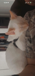 Lost Male Cat last seen Redwood Rd, Salt Lake City, UT 84116