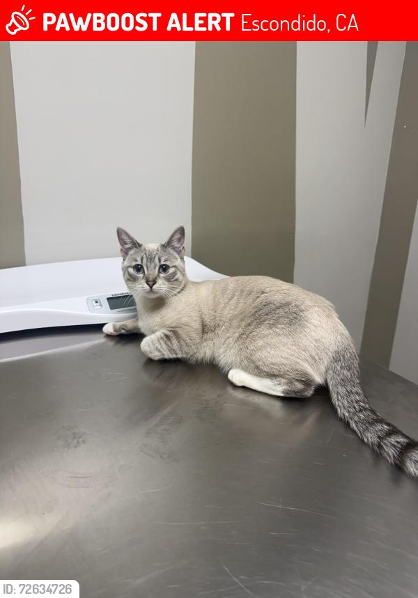 Lost Female Cat last seen Gamble and Lincoln , Escondido, CA 92046