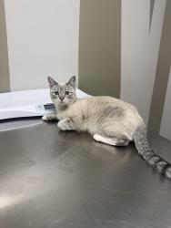 Lost Female Cat last seen Gamble and Lincoln , Escondido, CA 92046
