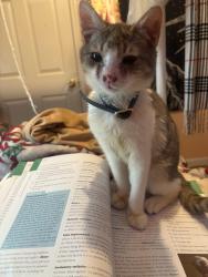 Lost Female Cat last seen Parking lot, East Orange, NJ 07017