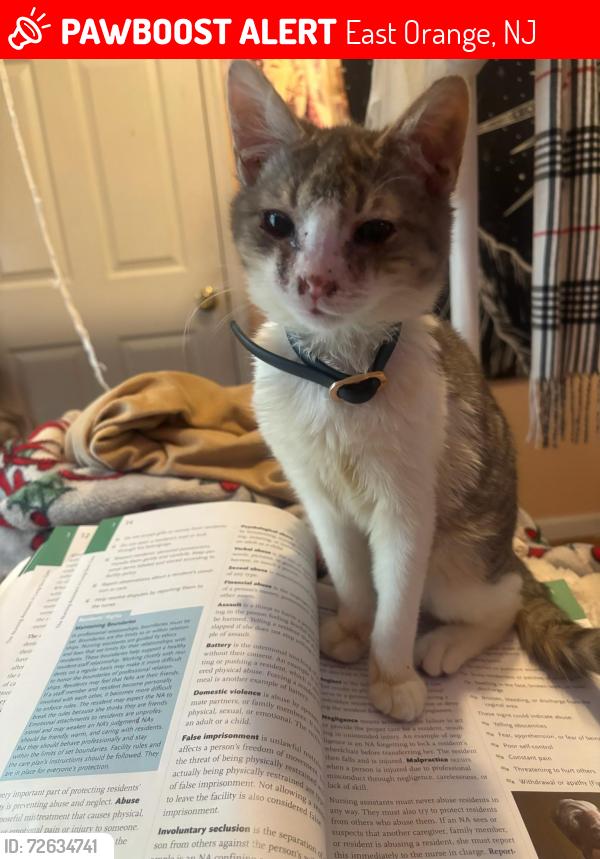 Lost Female Cat last seen Parking lot, East Orange, NJ 07017