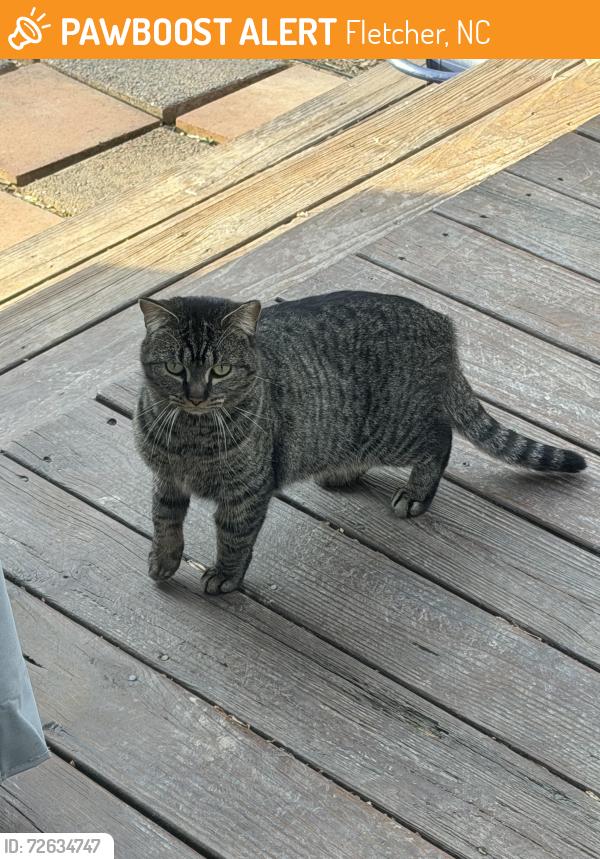 Found/Stray Unknown Cat last seen Southchase neighborhood, Fletcher, NC 28732
