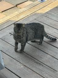 Found/Stray Unknown Cat last seen Southchase neighborhood, Fletcher, NC 28732