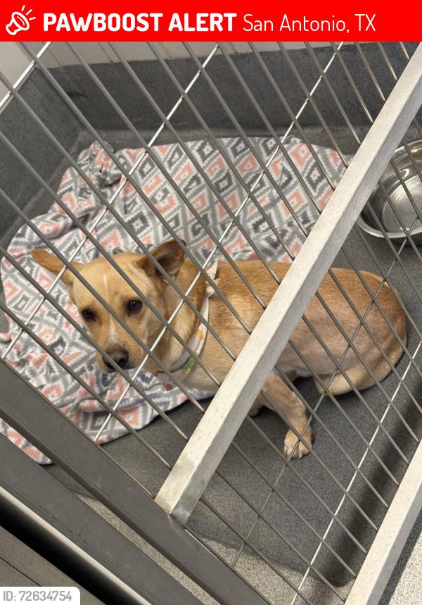 Lost Male Dog last seen Timberhill and Grissom rd, San Antonio, TX 78251