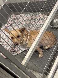 Lost Male Dog last seen Timberhill and Grissom rd, San Antonio, TX 78251