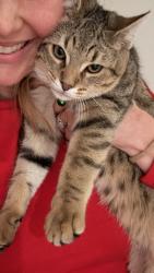 Lost Male Cat last seen Taylor Rd, Milton, GA 30004