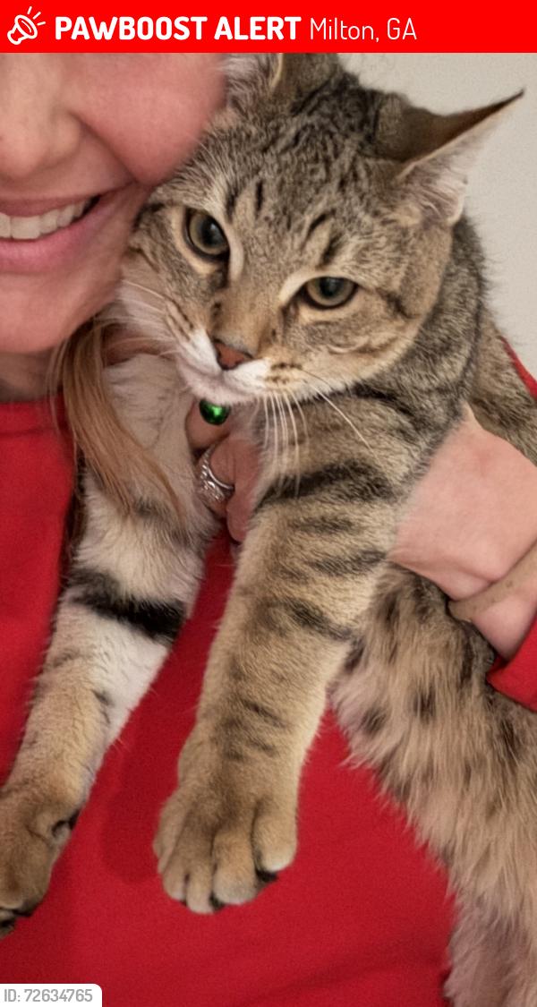 Lost Male Cat last seen Taylor Rd, Milton, GA 30004