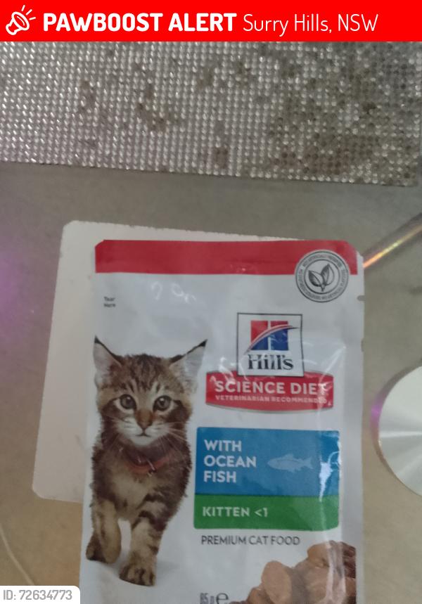 Lost Female Cat last seen Elizabeth st, Surry Hills, NSW 2010