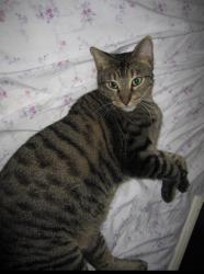 Lost Male Cat last seen El Camino real and Reseda Drive , Houston, TX 77062
