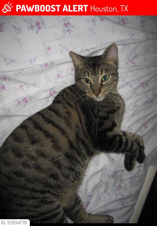 Lost Male Cat last seen El Camino real and Reseda Drive , Houston, TX 77062