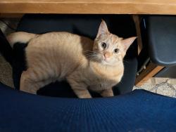 Lost Male Cat last seen Near E, Layton, UT 84040