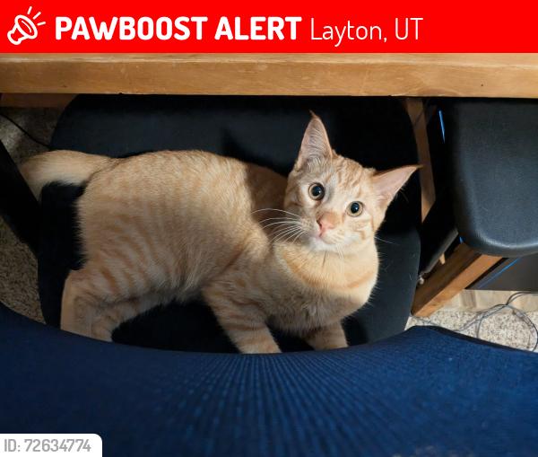 Lost Male Cat last seen Near E, Layton, UT 84040