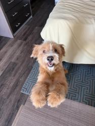 Lost Female Dog last seen She was at Euless Dog Park in Bear Creek Village !, Euless, TX 76039