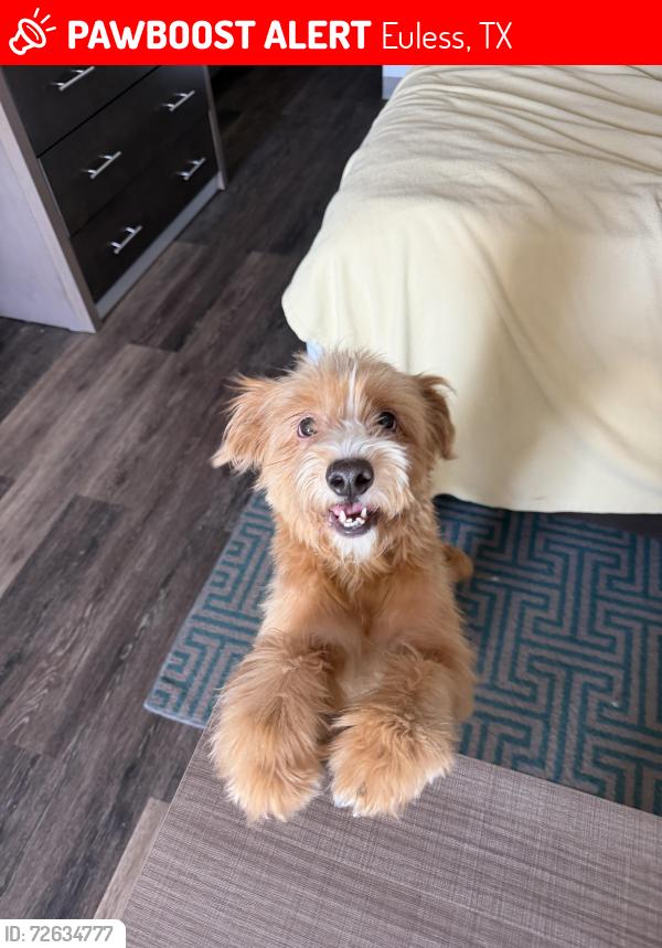 Lost Female Dog last seen She was at Euless Dog Park in Bear Creek Village !, Euless, TX 76039