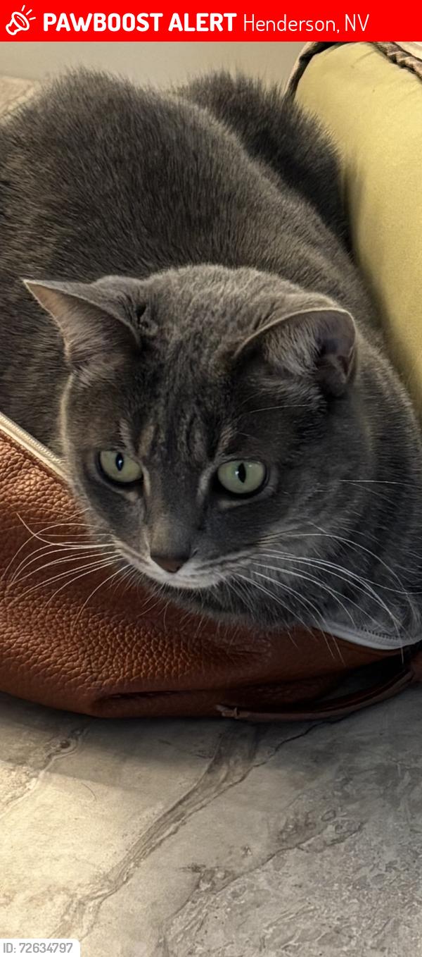 Lost Female Cat last seen Eastern & Pecos Ridge Henderson , Henderson, NV 89052