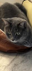 Lost Female Cat last seen Eastern & Pecos Ridge Henderson , Henderson, NV 89052