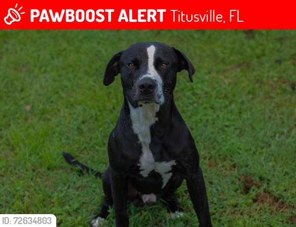 Lost Male Dog last seen Garden street, Titusville, FL 32796