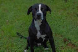 Lost Male Dog last seen Garden street, Titusville, FL 32796