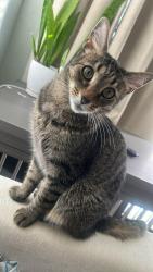 Lost Female Cat last seen Tommie Kunst Junior High School, Santa Maria, CA 93458