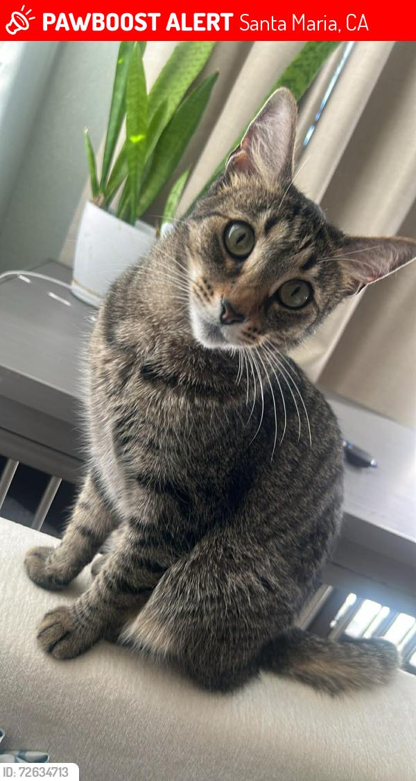 Lost Female Cat last seen Tommie Kunst Junior High School, Santa Maria, CA 93458