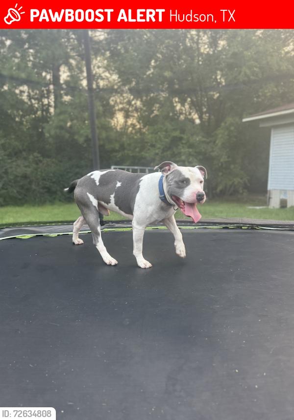 Lost Male Dog last seen Last seen off Rollingwood drive in hudson texas, Hudson, TX 75904