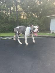 Lost Male Dog last seen Last seen off Rollingwood drive in hudson texas, Hudson, TX 75904