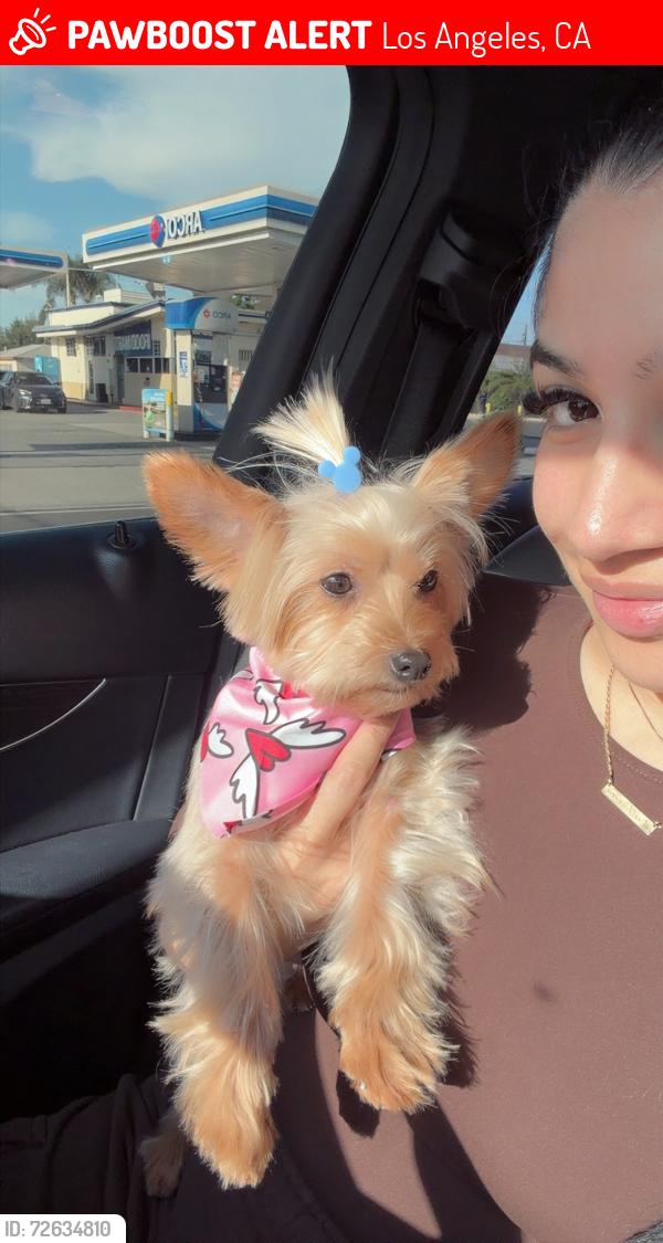 Lost Female Dog last seen indiana & whittier , Los Angeles, CA 90023