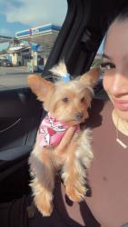 Lost Female Dog last seen indiana & whittier , Los Angeles, CA 90023