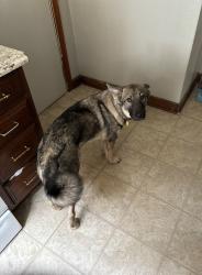 Lost Male Dog last seen Somewhere near the pilot, Ivydale, WV 25113