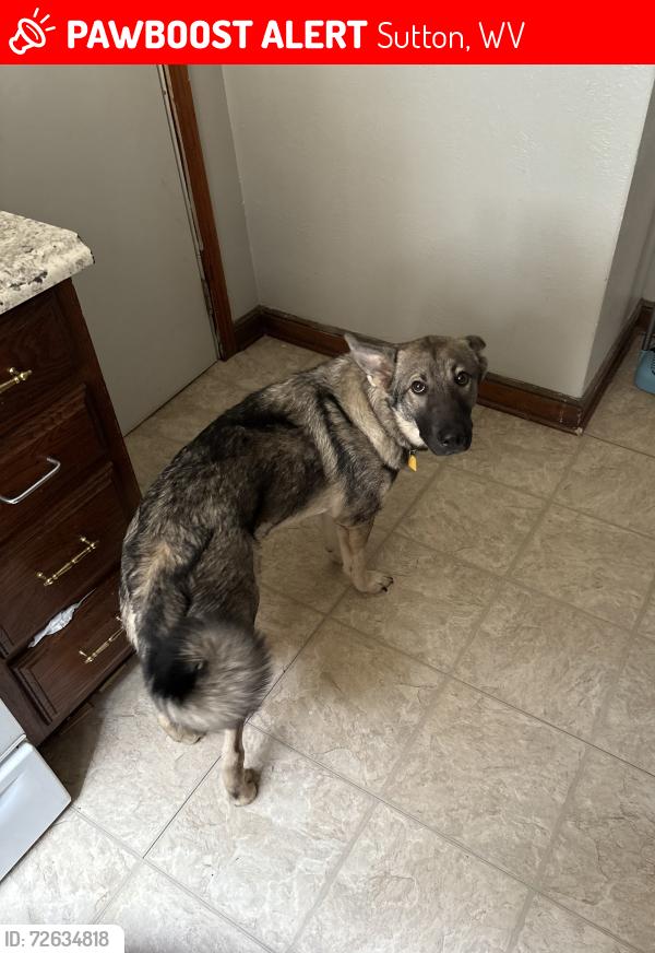 Lost Male Dog last seen Somewhere near the pilot, Ivydale, WV 25113