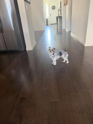 Lost Female Dog last seen Key West Way and Fallman, Discovery Bay, CA 94505