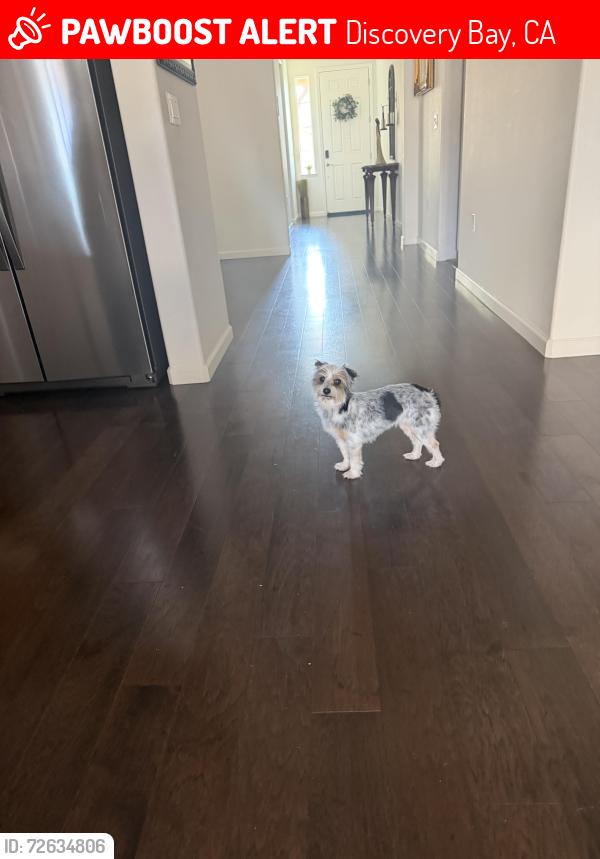 Lost Female Dog last seen Key West Way and Fallman, Discovery Bay, CA 94505